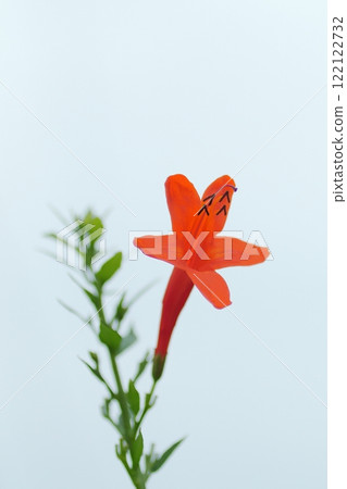 Trumpet vine flowers that look like they're floating on the water Trumpet vine flowers that look like they're floating on the water 122122732