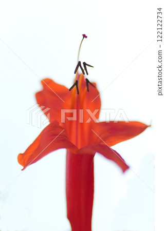 Orange Trumpet Creeper 122122734