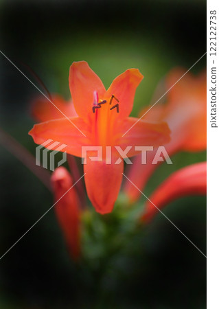 Orange Trumpet Creeper 122122738