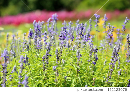 Pure Salvia flower Farinacea Pure Salvia flower Farinacea 122123076