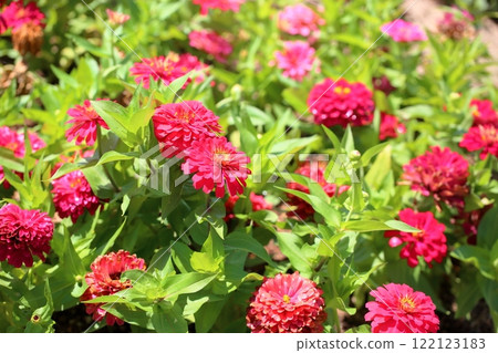 可愛的百日菊花 可愛的百日菊花 122123183