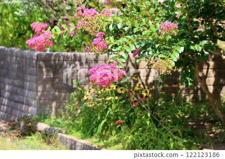 Cute Lagerstroemia indicum flowers 122123186