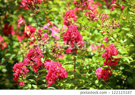 充滿活力的紫薇花 122123187