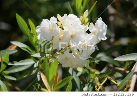 Refreshing Oleander Flowers 122123189
