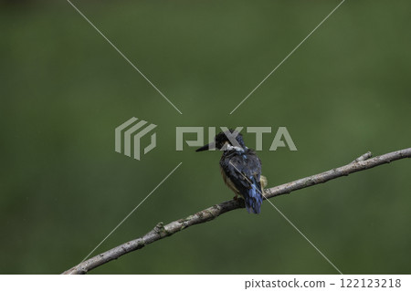 Kingfishes that stop on branches 122123218
