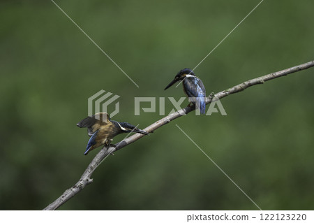 兩隻玉鳥棲息在樹枝上 122123220