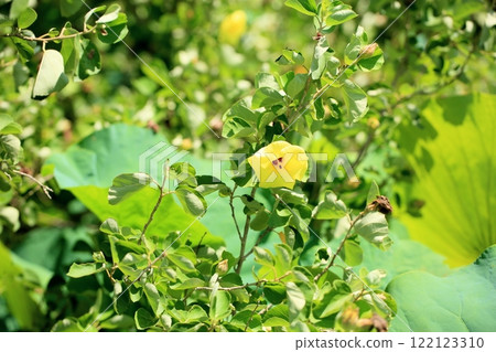 美麗的濱博花 122123310