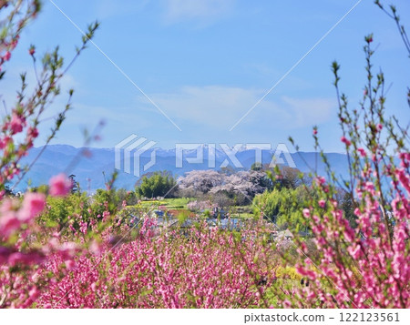 Spring is in full bloom! Fukushima's stunning scenery is colored by rape blossoms and peach blossoms 122123561