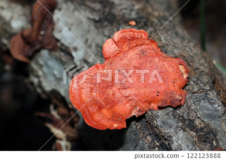 A holotake mushroom that stands out in the forest, growing on a fallen tree (in natural environment + macro close-up with strobe) A holotake mushroom that stands out in the forest, growing on a fallen tree (in natural environment + macro close-up with strobe) 122123888