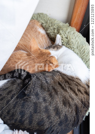 兩隻貓睡在窗邊 122123893