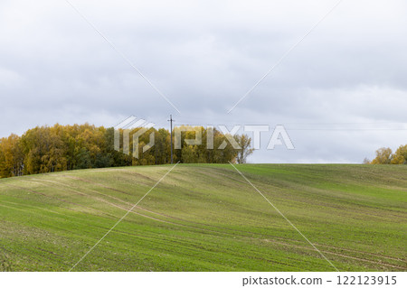 green winter wheat in the field during the autumn season green winter wheat in the field during the autumn season 122123915