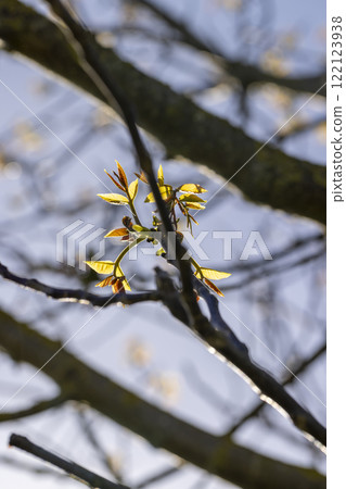 sunny weather in an orchard with walnuts 122123938
