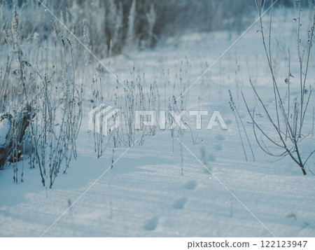 Winter grass Winter grass 122123947