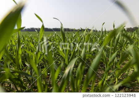 green sprouts of frost resistant wheat, close up 122123948
