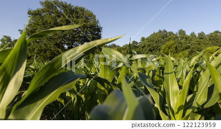 a field with green corn foliage in the summer sunset a field with green corn foliage in the summer sunset 122123959
