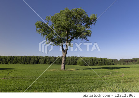 a lone tree in a field with green grass 122123965