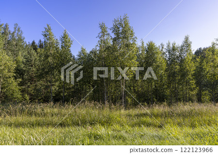 the edge of the mixed forest with deciduous trees and green grass 122123966