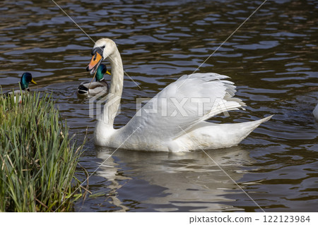 white swans who arrived in eastern Europe in the spring to raise offspring white swans who arrived in eastern Europe in the spring to raise offspring 122123984