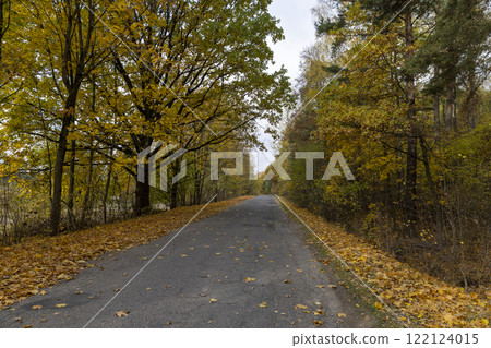 an asphalt road on the side of which a large number of maple trees grow in the autumn season 122124015