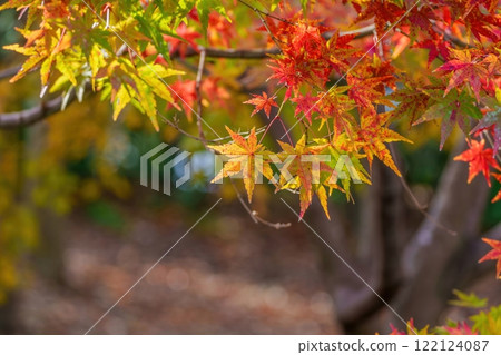 A scene of colorful maple leaves shining in the light 122124087