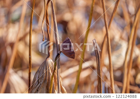 A scene of a quiet, withered hachisoo in winter A scene of a quiet, withered hachisoo in winter 122124088