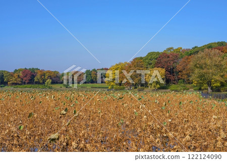 Scenery of a lotus pond in winter against a blue sky Scenery of a lotus pond in winter against a blue sky 122124090