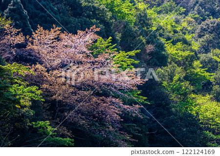 Spring in the Yakushima Offshore Alps (March) - Magnificent mountain cherry blossoms and fresh green leaves on the trees 122124169