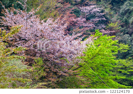 Spring in the Yakushima Offshore Alps (March) - Magnificent mountain cherry blossoms and fresh green leaves on the trees 122124170