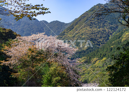 Spring in the Yakushima Offshore Alps (March) - Magnificent mountain cherry blossoms and fresh green leaves on the trees 122124172