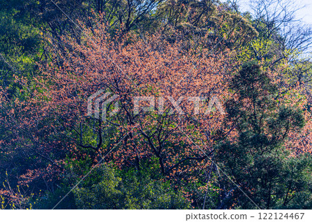 神明居住的屋久島,是阿爾卑斯山近海處一片新綠嫩葉的土地 神明居住的屋久島,是阿爾卑斯山近海處一片新綠嫩葉的土地 122124467