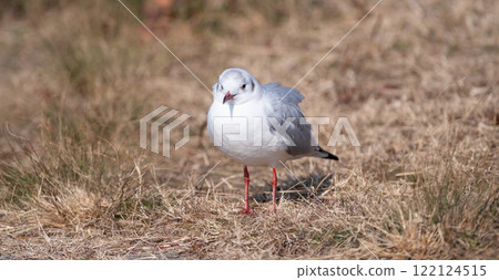 Cute black-headed gull Cute black-headed gull 122124515