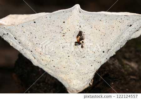 The folds of a white Pectinifera mushroom against a background of dark rotting wood and sedimentary soil (natural environment + strobe macro) 122124557