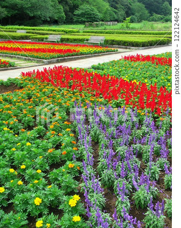 Marigolds and salvia blooming in early summer in the flowerbeds of the 21st Century Forest and Plaza 122124642