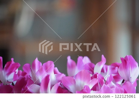 粉紅色和白色的仙客來花 122125061