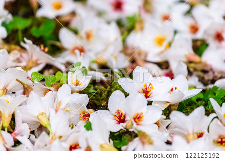 Yakushima, the island where the gods reside, is home to the Aburagi flower Yakushima, the island where the gods reside, is home to the Aburagi flower 122125192