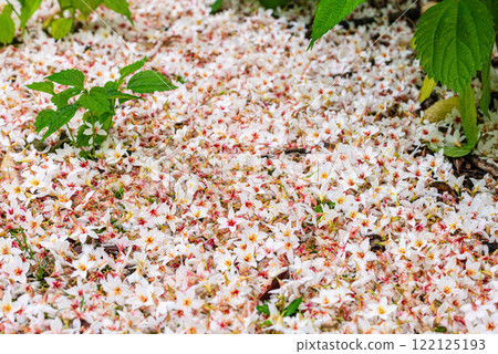 神明居住的屋久島是油木花的故鄉 122125193