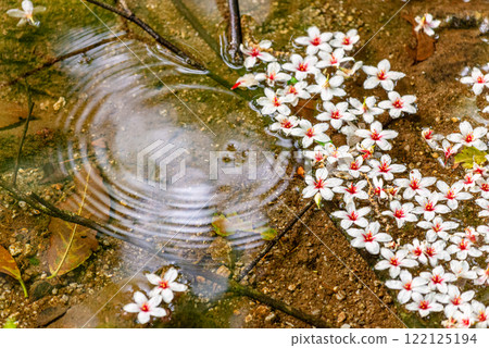 Spring in the Yakushima Offshore Alps (May) Fallen thorn flowers 122125194