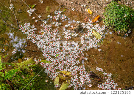 神明居住的屋久島是油木花的故鄉 122125195