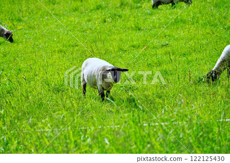 Suffolk sheep grazing in Hokkaido Suffolk sheep grazing in Hokkaido 122125430