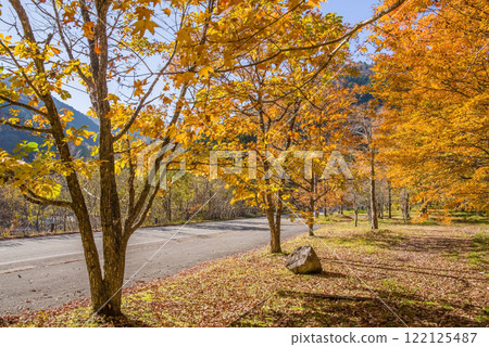 Beautiful autumn maple leaves along National Route 257 (Kiyomi Town, Gifu Prefecture) 122125487