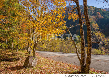 Beautiful autumn maple leaves along National Route 257 (Kiyomi Town, Gifu Prefecture) 122125488