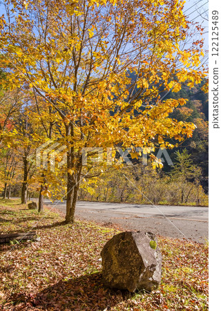 Beautiful autumn maple leaves along National Route 257 (Kiyomi Town, Gifu Prefecture) 122125489