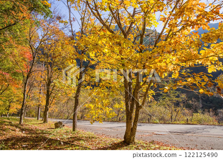 257號國道沿線美麗的楓葉【岐阜縣清美町】 122125490