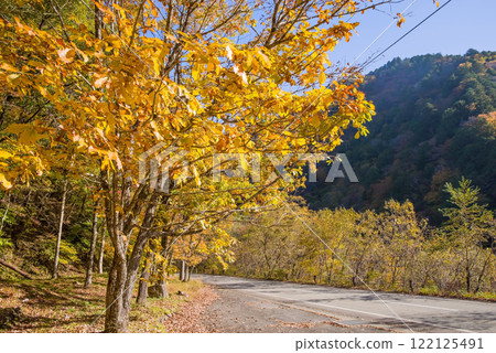 257號國道沿線美麗的楓葉【岐阜縣清美町】 122125491