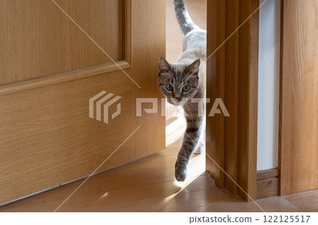 可愛的貓暹羅虎斑貓穿過門縫 122125517