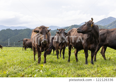 A group of cattle at Takahara Ranch A group of cattle at Takahara Ranch 122126336