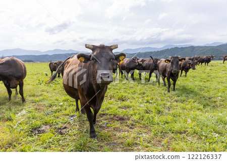 A group of cattle at Takahara Ranch 122126337