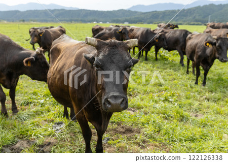 A group of cattle at Takahara Ranch 122126338
