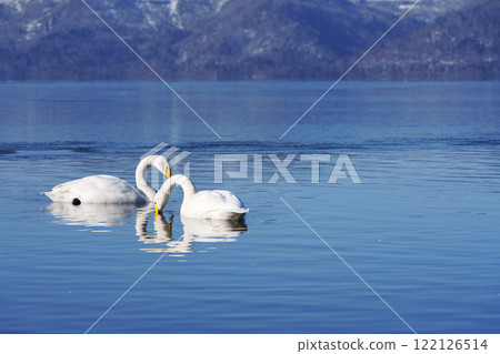 兩隻大天鵝“野鳥” 122126514