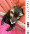 Human-like napping ferret 122126637